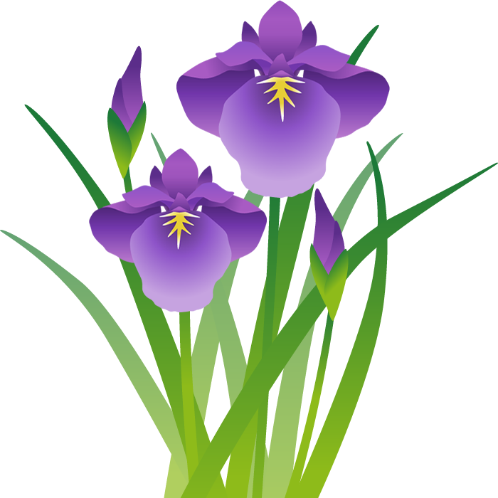 菖蒲