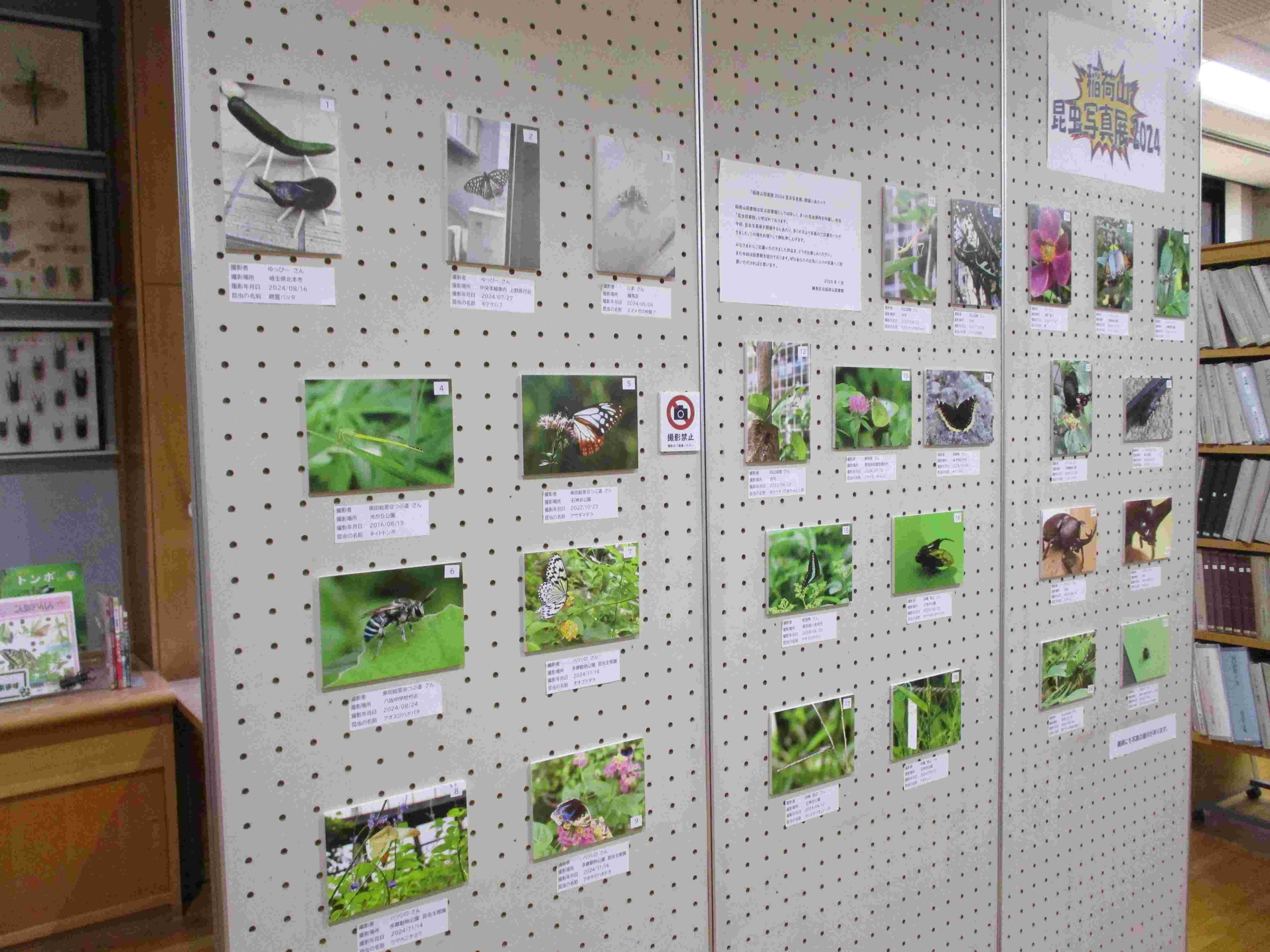 稲荷山昆虫写真展写真1