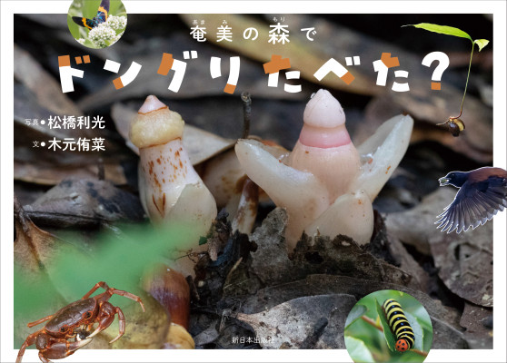 奄美の森でドングリ食べた？