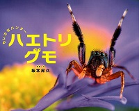 ちいさなハンター  ハエトリグモ