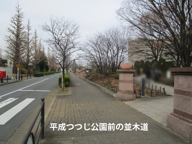 平成つつじ公園前の並木道の写真