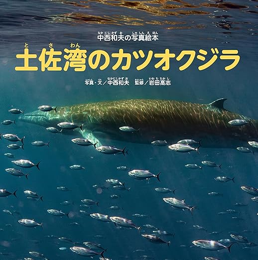 土佐湾のカツオクジラ.jpg