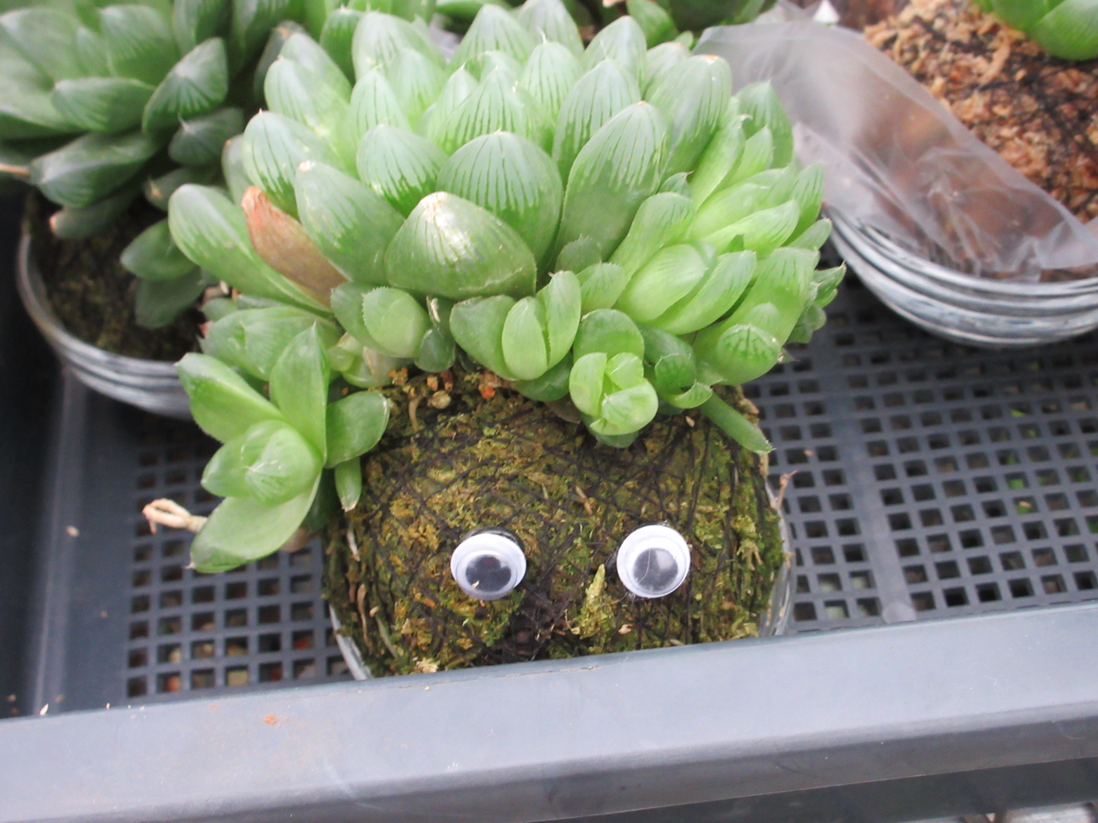 苔玉の写真
