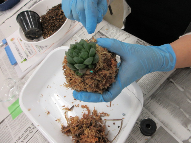 苔玉作り