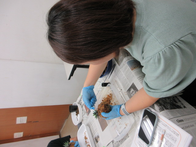 苔玉作り