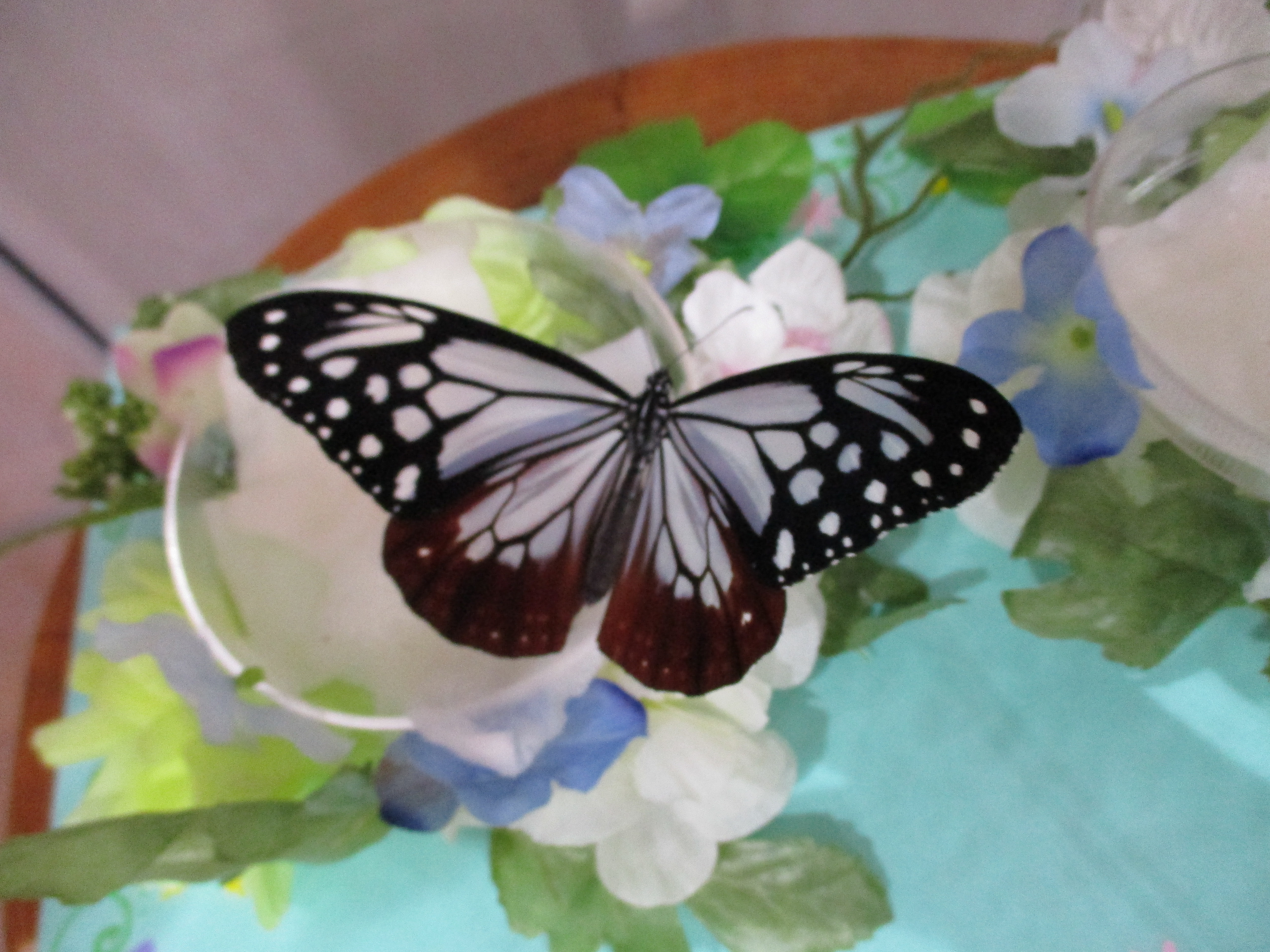 アサギマダラの成虫 アサギマダラの成虫