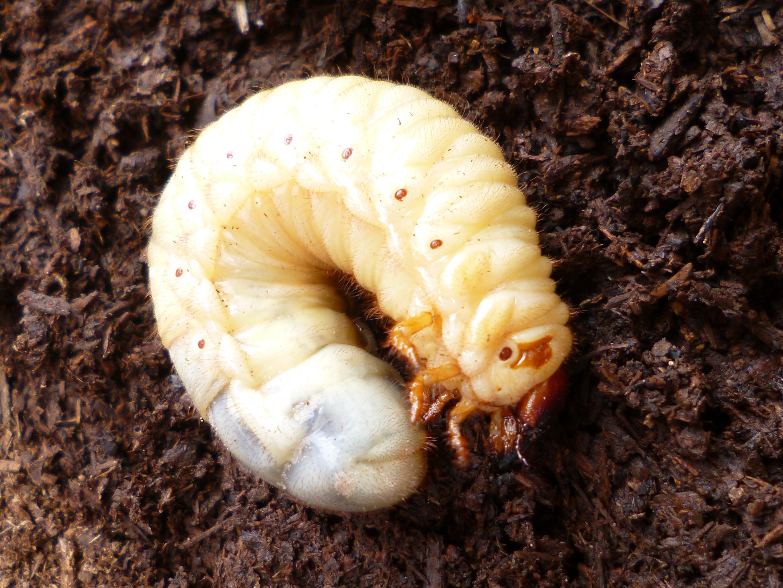 カブトムシの幼虫