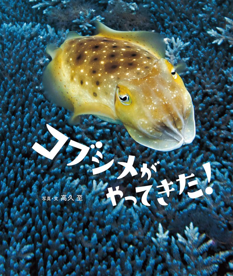 コブシメがやってきた! コブシメがやってきた!