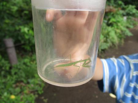カマキリの子どもを採集した様子