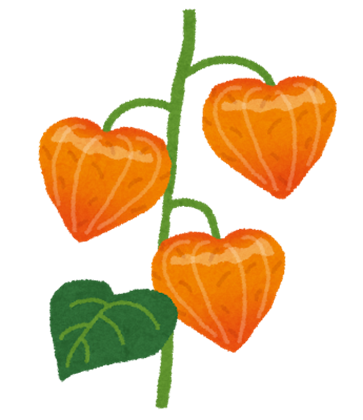 ホオズキのイラスト