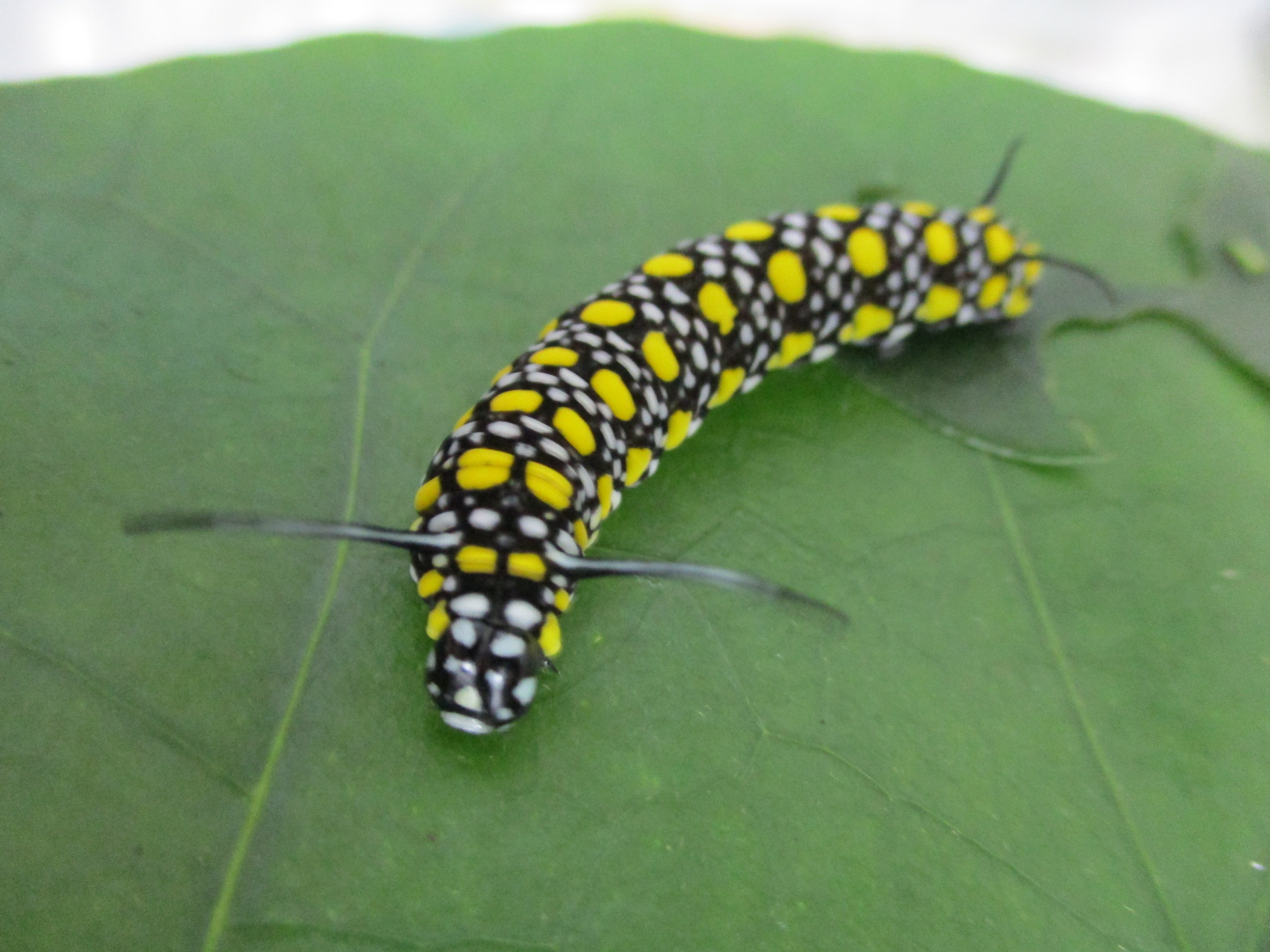 アサギマダラの幼虫 アサギマダラの幼虫