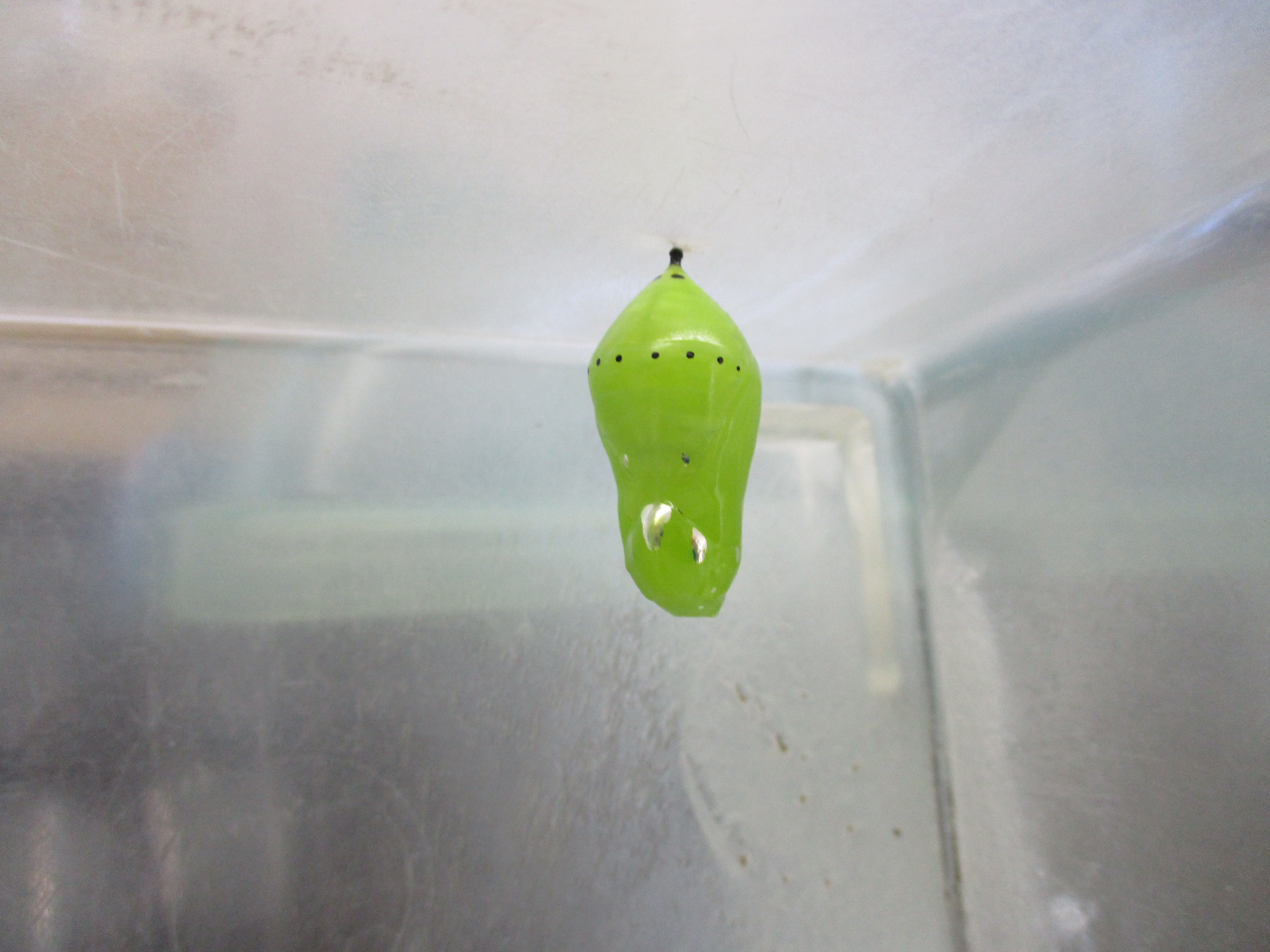 アサギマダラのサナギ アサギマダラのサナギ