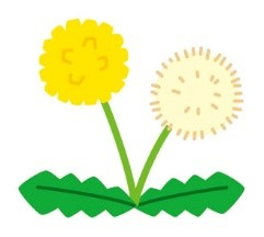 たんぽぽのイラスト